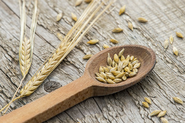 barley grains in wooden spoon on old wooden background.