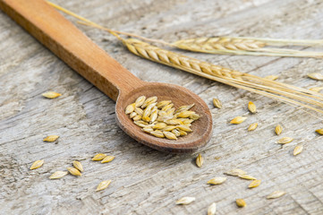 barley grains in wooden spoon on old wooden background.