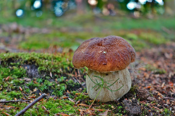 Close up of mushroom