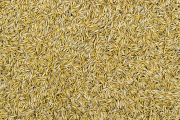 Background from ripe grains of oat