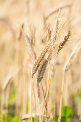 Ripe wheat field