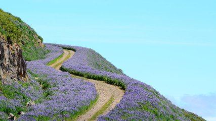 Path