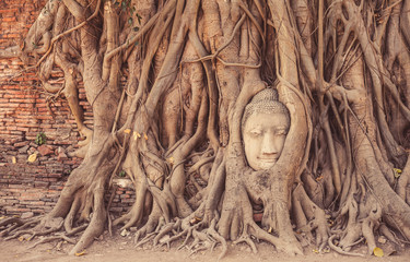 Buddha statue in the tree