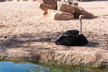 Crédence de cuisine en verre imprimé Autruche Beautiful ostrich near water