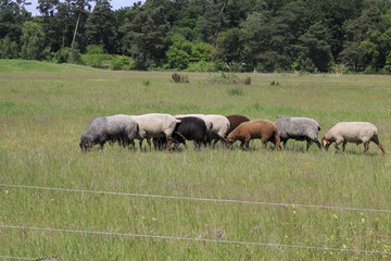 Schaf Herde auf der Weide im öffentlichen Naturpark, Sanddünen Sandweier - Baden-Baden