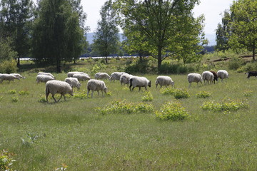 Schaf Herde auf der Weide im öffentlichen Naturpark, Sanddünen Sandweier - Baden-Baden