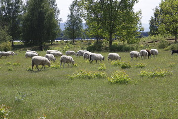 Obraz na płótnie Canvas Schaf Herde auf der Weide im öffentlichen Naturpark, Sanddünen Sandweier - Baden-Baden