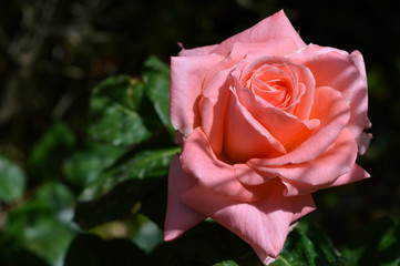 Close-up of a Beautiful Pink Rose, Nature, Macro