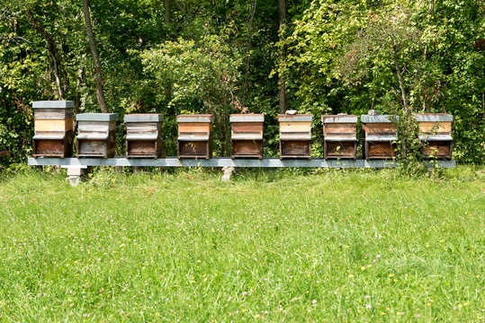 Row of honey in the meadow