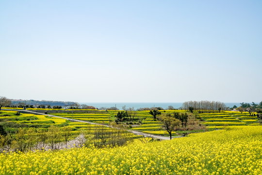 菜の花　長崎鼻