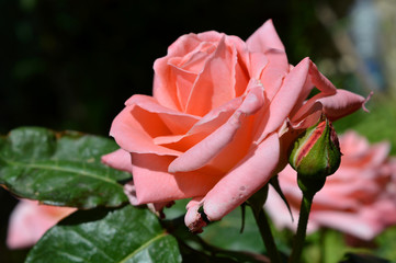 Close-up of a Beautiful Pink Rose, Nature, Macro