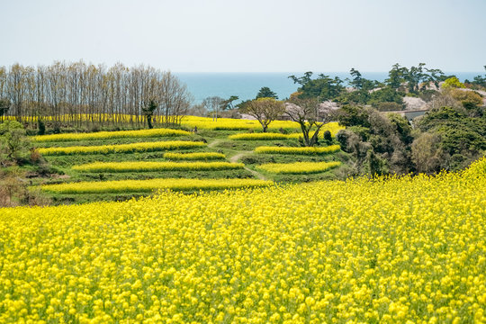 菜の花　長崎鼻