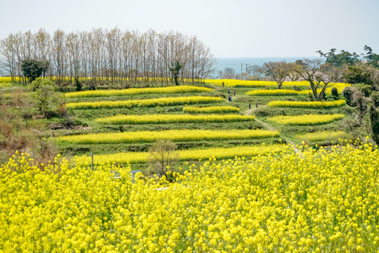 菜の花　長崎鼻