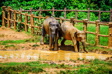 Two elephants play in a puddle in the Pinnawala Elephant Orphanage. Sri Lanka