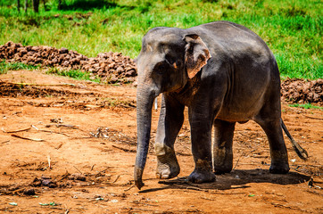 The elephant walks in the Pinnawela nursery. Sri Lanka