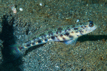 Shrimp-goby Vanderhorstia sp.