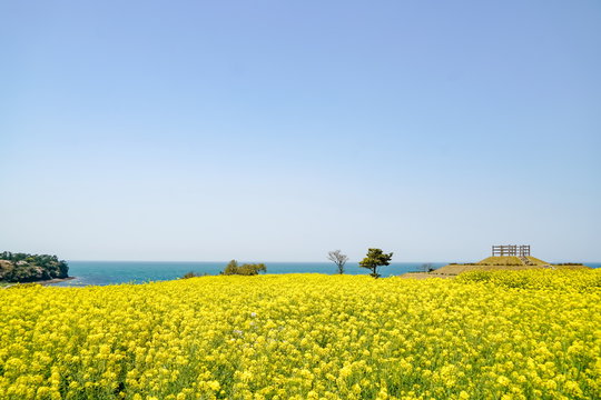 菜の花　長崎鼻