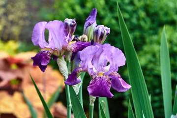 beautiful purple iris flower close in garden in spring.