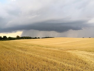 Fototapeta premium Wheat field under dramatic overcast sky