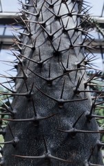 Spiky catus tree