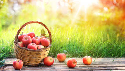 Red Apples Of Basket In Garden - Harvest Concept
