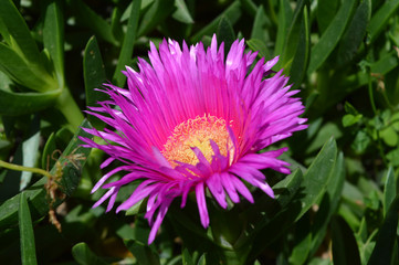 Close-up of a Purple Carpobrotus Flower, Pigface, Nature