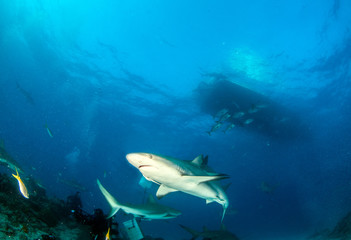 Caribbean reef shark at the Bahamas