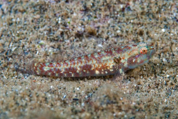 Sand-Goby Papillogobius sp.