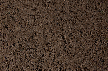 sown lawn grass seeds on the soil