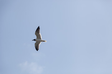 Gull flying high