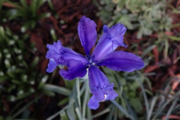 Purple Iris Flowers in Full Bloom
