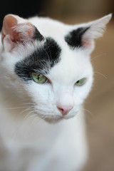 Black and White cat sitting on the wooden floor in house