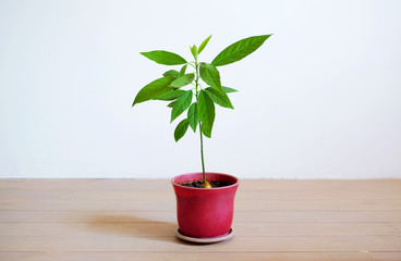 little avocado tree in a flower pot on the white background