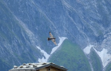 bird of prey