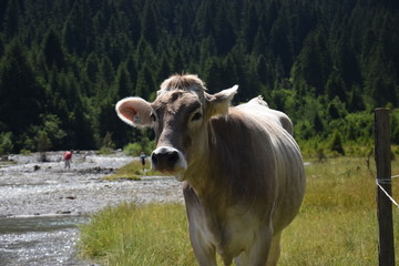 Fototapeta premium cow