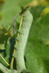 oleander hawk moth