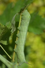 oleander hawk moth