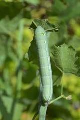 oleander hawk moth