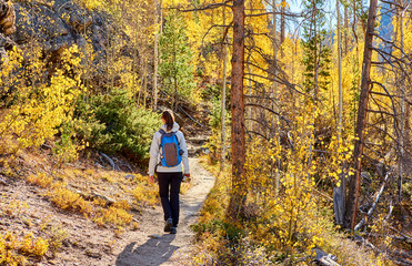 Obraz premium Tourist hiking in aspen grove at autumn