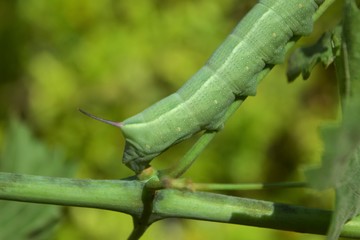oleander hawk moth