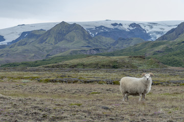 Fototapeta premium Ram in Icelandic landscape