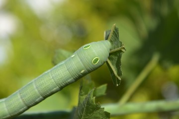 oleander hawk moth