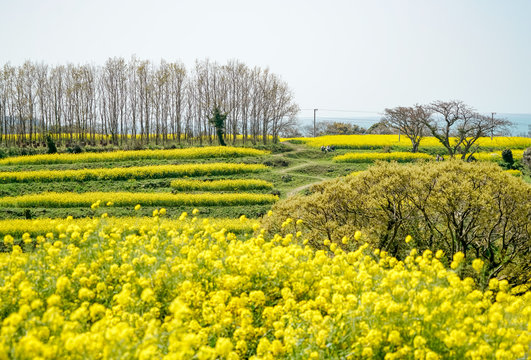 菜の花　長崎鼻