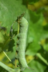 oleander hawk moth