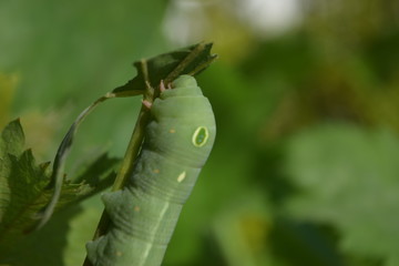 oleander hawk moth