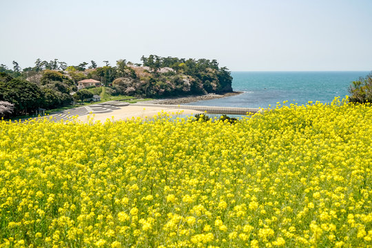 菜の花　長崎鼻