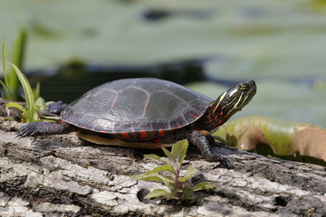 Midland Painted Turtle basking on a log