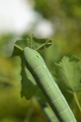 oleander hawk moth