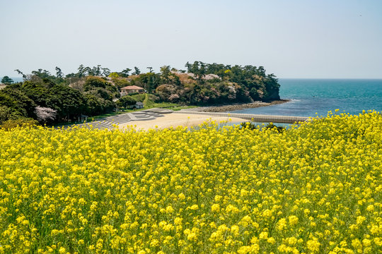 菜の花　長崎鼻