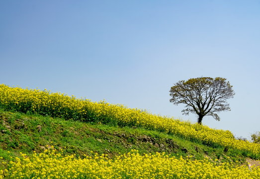 菜の花　長崎鼻